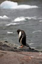 Papou penguin. © Philip Plisson / Plisson La Trinité / AA18656 - Photo Galleries - Antarctica