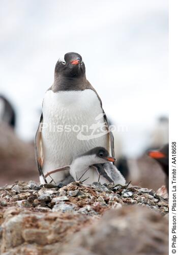 Papou penguins. - © Philip Plisson / Plisson La Trinité / AA18658 - Photo Galleries - Seabird
