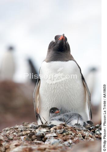 Manchots Papou. - © Philip Plisson / Plisson La Trinité / AA18659 - Nos reportages photos - Antarctique