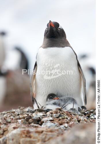 Papou penguins. - © Philip Plisson / Plisson La Trinité / AA18660 - Photo Galleries - Antarctica