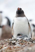 Papou penguins. © Philip Plisson / Plisson La Trinité / AA18660 - Photo Galleries - Antarctica