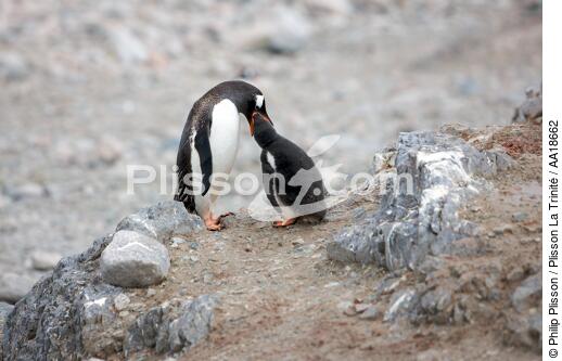 Manchots Papou. - © Philip Plisson / Plisson La Trinité / AA18662 - Nos reportages photos - Antarctique