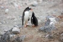 Papou penguins. © Philip Plisson / Plisson La Trinité / AA18663 - Photo Galleries - Antarctica
