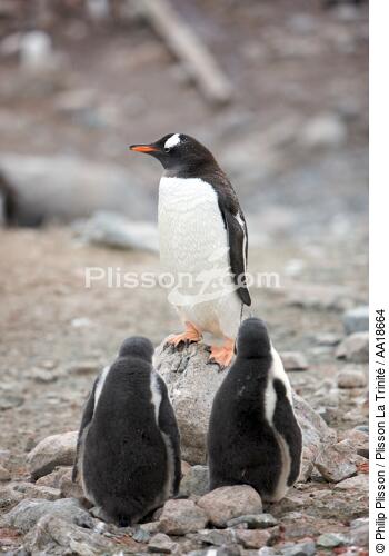Papou penguins. - © Philip Plisson / Plisson La Trinité / AA18664 - Photo Galleries - Seabird