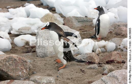 Papou penguins. - © Philip Plisson / Plisson La Trinité / AA18665 - Photo Galleries - Antarctica