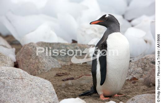 Papou penguins. - © Philip Plisson / Plisson La Trinité / AA18666 - Photo Galleries - Fauna and Flora