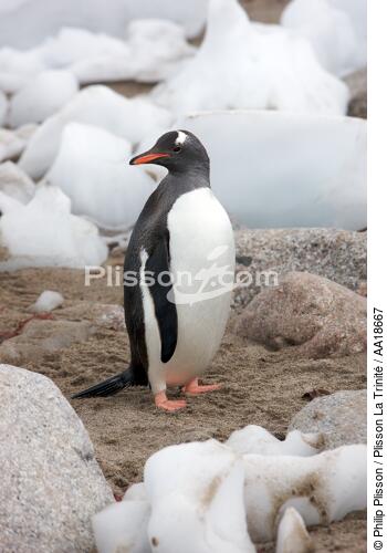 Papou penguins. - © Philip Plisson / Plisson La Trinité / AA18667 - Photo Galleries - Antarctica
