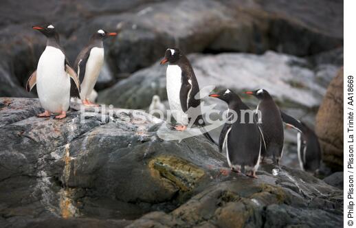 Papou penguins. - © Philip Plisson / Plisson La Trinité / AA18669 - Photo Galleries - Fauna and Flora