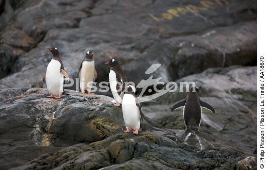 Manchots Papou. - © Philip Plisson / Plisson La Trinité / AA18670 - Nos reportages photos - Antarctique