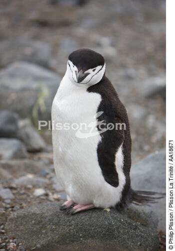 Manchots jugulaire. - © Philip Plisson / Plisson La Trinité / AA18671 - Nos reportages photos - Antarctique