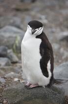 Manchots jugulaire. © Philip Plisson / Plisson La Trinité / AA18671 - Nos reportages photos - Antarctique