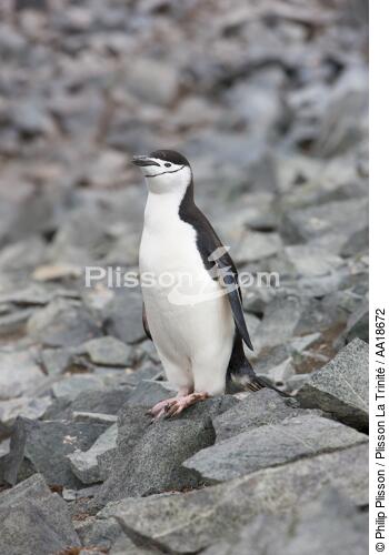 Manchots jugulaire. - © Philip Plisson / Plisson La Trinité / AA18672 - Nos reportages photos - Oiseau marin