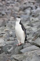Manchots jugulaire. © Philip Plisson / Plisson La Trinité / AA18672 - Nos reportages photos - Antarctique