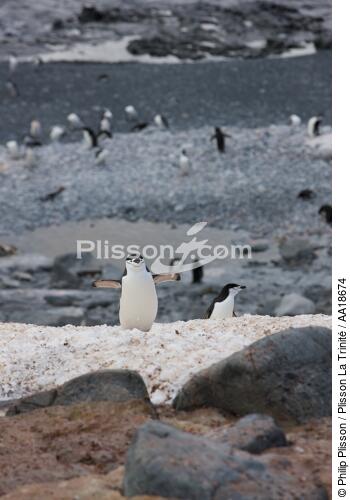 Manchots jugulaire. - © Philip Plisson / Plisson La Trinité / AA18674 - Nos reportages photos - Antarctique