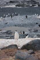 Manchots jugulaire. © Philip Plisson / Plisson La Trinité / AA18674 - Nos reportages photos - Antarctique