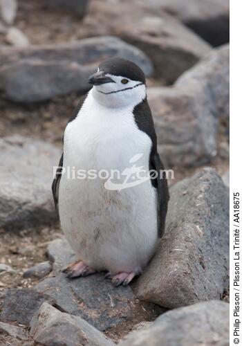 Manchots jugulaire. - © Philip Plisson / Plisson La Trinité / AA18675 - Nos reportages photos - Antarctique