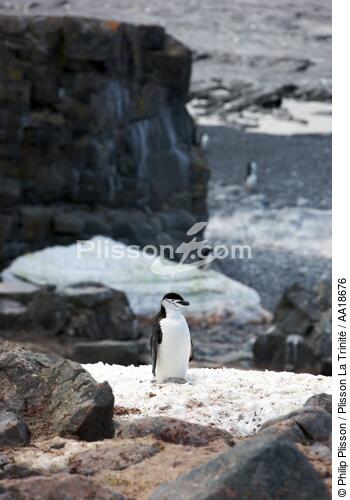 Manchots jugulaire. - © Philip Plisson / Plisson La Trinité / AA18676 - Nos reportages photos - Antarctique