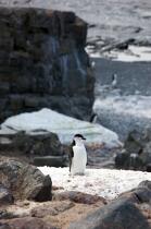Jugular penguins. © Philip Plisson / Plisson La Trinité / AA18676 - Photo Galleries - Antarctica