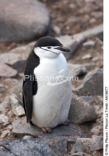 Manchots jugulaire. - © Philip Plisson / Plisson La Trinité / AA18677 - Nos reportages photos - Antarctique