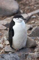 Manchots jugulaire. © Philip Plisson / Plisson La Trinité / AA18677 - Nos reportages photos - Antarctique