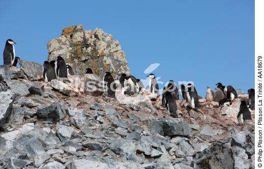 Colonie de manchots jugulaire en Antarctique. - © Philip Plisson / Plisson La Trinité / AA18679 - Nos reportages photos - Oiseau marin