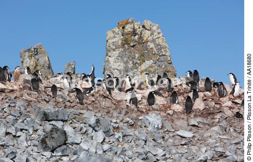 Colonie de manchots jugulaire en Antarctique. - © Philip Plisson / Plisson La Trinité / AA18680 - Nos reportages photos - Antarctique