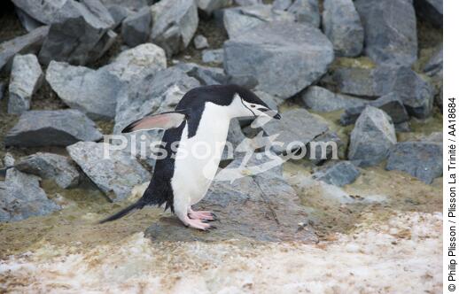 Jugular penguins in Antarctica. - © Philip Plisson / Plisson La Trinité / AA18684 - Photo Galleries - Seabird
