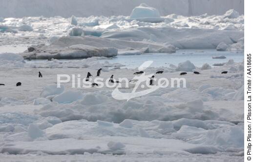 Manchots Adelie en Antarctique. - © Philip Plisson / Plisson La Trinité / AA18685 - Nos reportages photos - Antarctique