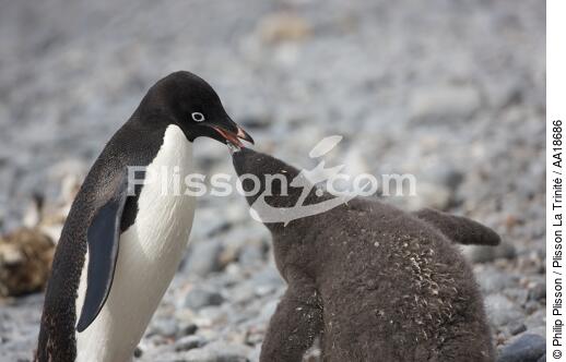 Adelie penguin in Antarctica. - © Philip Plisson / Plisson La Trinité / AA18686 - Photo Galleries - Adelie penguin