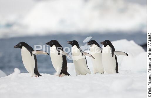 Adelie penguins in Antarctica. - © Philip Plisson / Plisson La Trinité / AA18689 - Photo Galleries - Seabird