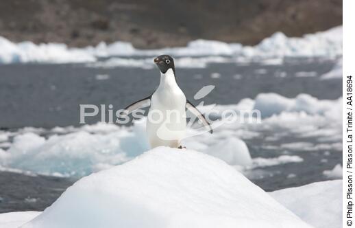 Manchot Adelie en Antarctique. - © Philip Plisson / Plisson La Trinité / AA18694 - Nos reportages photos - Manchot Adelie