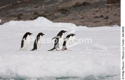 Manchots Adelie en Antarctique. - © Philip Plisson / Plisson La Trinité / AA18696 - Nos reportages photos - Manchot Adelie
