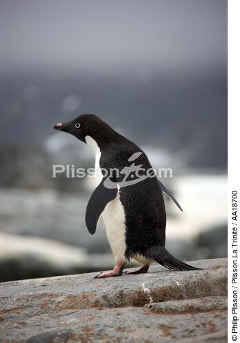Adelie penguin in Antarctica. - © Philip Plisson / Plisson La Trinité / AA18700 - Photo Galleries - Adelie penguin