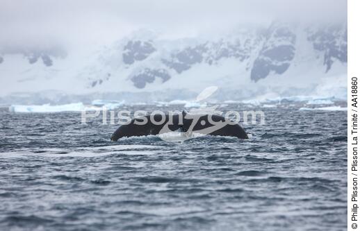 Whale in front of Neko base in Antarctica. - © Philip Plisson / Plisson La Trinité / AA18860 - Photo Galleries - Site of interest (Antarctica)