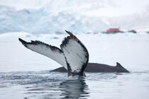Whale in front of Neko base in Antarctica. © Philip Plisson / Plisson La Trinité / AA18861 - Photo Galleries - Fauna