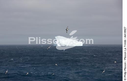 Antarctique. - © Philip Plisson / Plisson La Trinité / AA18927 - Nos reportages photos - Oiseau marin