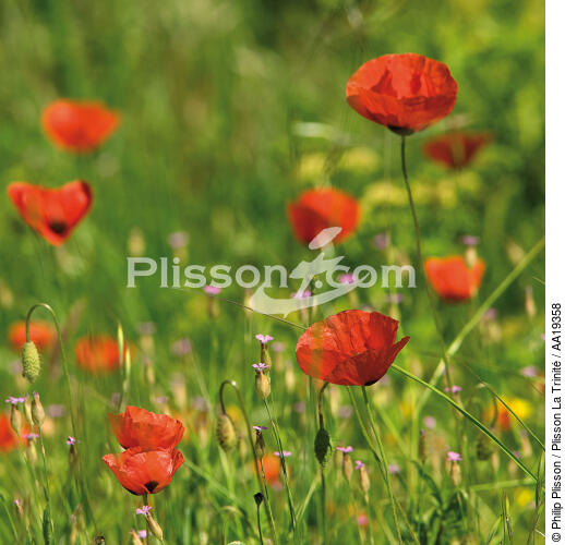Coquelicots - © Philip Plisson / Plisson La Trinité / AA19358 - Nos reportages photos - Fleur
