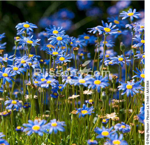 Fleurs celtes. - © Philip Plisson / Plisson La Trinité / AA19364 - Nos reportages photos - Fleur