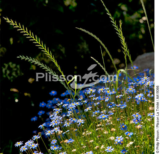 Fleurs celtes. - © Philip Plisson / Plisson La Trinité / AA19366 - Nos reportages photos - Flore