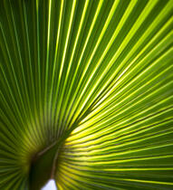 Palmier. © Philip Plisson / Plisson La Trinité / AA19367 - Nos reportages photos - Faune et Flore