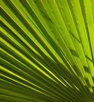 Palmier. © Philip Plisson / Plisson La Trinité / AA19368 - Nos reportages photos - Faune et Flore