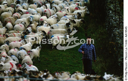 Sheep in the landscape of the Highlands - © Philip Plisson / Plisson La Trinité / AA19545 - Photo Galleries - Scotland