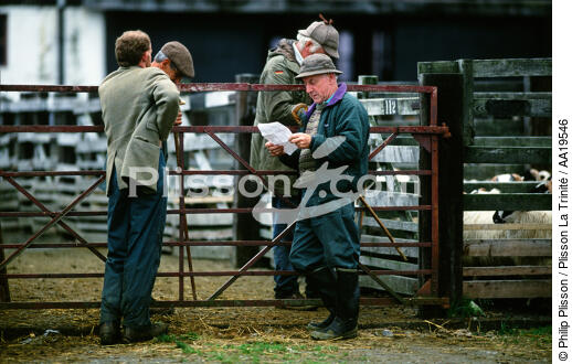 The weekly market sheep Fort William - © Philip Plisson / Plisson La Trinité / AA19546 - Photo Galleries - Mammal