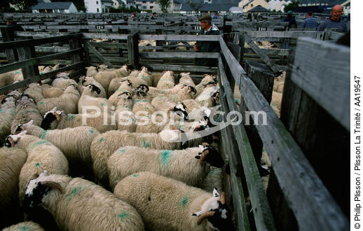 The weekly market sheep Fort William - © Philip Plisson / Plisson La Trinité / AA19547 - Photo Galleries - Mammal