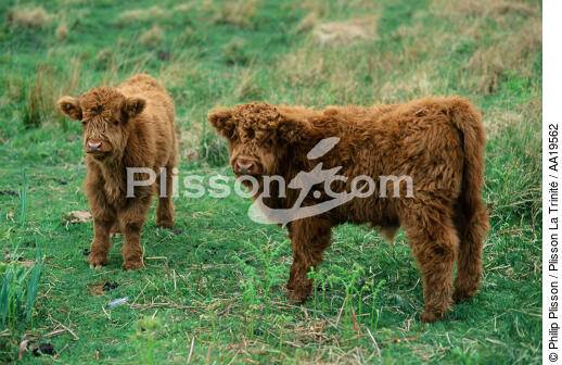 Les Angus, race des boeufs des Highlands - © Philip Plisson / Plisson La Trinité / AA19562 - Nos reportages photos - Faune et Flore
