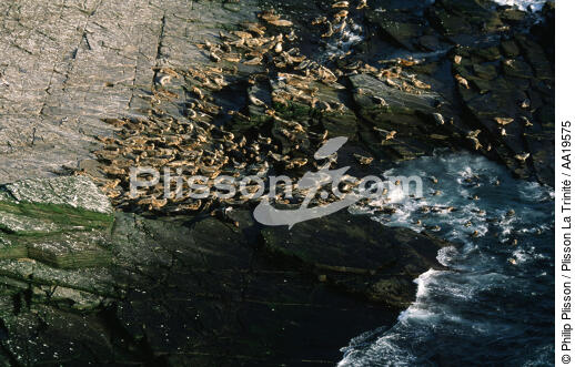 Le troupeau de phoque gris en Ecosse - © Philip Plisson / Plisson La Trinité / AA19575 - Nos reportages photos - Ecosse