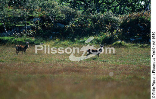 Les cerfs dans les Highlands - © Philip Plisson / Plisson La Trinité / AA19580 - Nos reportages photos - Cerf