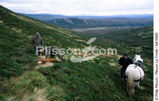 Traditional hunting stag in the Highlands - © Philip Plisson / Plisson La Trinité / AA19585 - Photo Galleries - Mammal