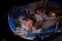Criée de Vigo © Philip Plisson / Plisson La Trinité / AA19724 - Nos reportages photos - La pêche à la sardine