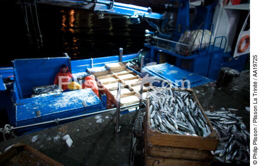 Criée de Vigo - © Philip Plisson / Plisson La Trinité / AA19725 - Nos reportages photos - La pêche à la sardine